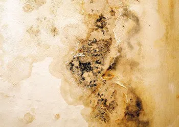 Palm Beach Restoration Expert Palm Beach, FL 561-379-1244 - mold-rem-img